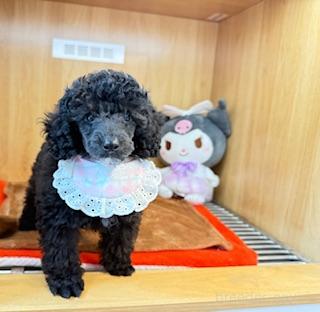 販売中の愛知県のミニチュアプードル-389744の1枚目