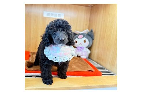 販売中の愛知県のミニチュアプードル-389744の3枚目