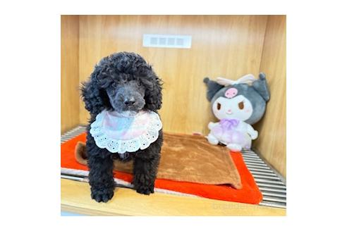販売中の愛知県のミニチュアプードル-389744の4枚目
