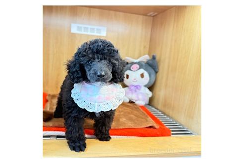 販売中の愛知県のミニチュアプードル-389744の2枚目