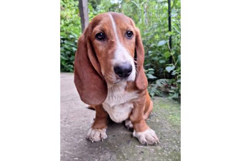 販売中の神奈川県のミックス犬-369503の7枚目