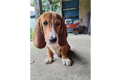 販売中の神奈川県のミックス犬-369503の6枚目
