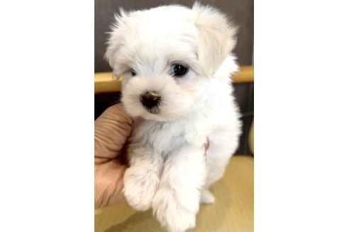 販売中の奈良県のマルチーズ-389743の6枚目