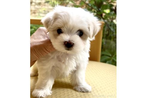 販売中の奈良県のマルチーズ-389743の1枚目