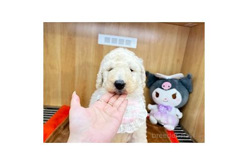 販売中の愛知県のスタンダードプードル-389748の1枚目
