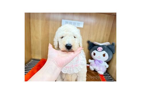 販売中の愛知県のスタンダードプードル-389748の5枚目