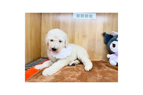 販売中の愛知県のスタンダードプードル-389748の4枚目