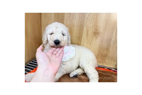 販売中の愛知県のスタンダードプードル-389748の3枚目