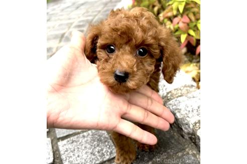 商談中の奈良県のタイニープードル-389750の1枚目