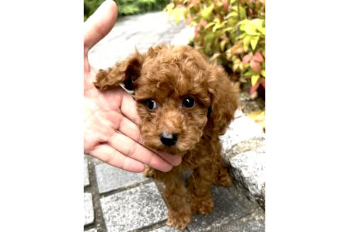 商談中の奈良県のタイニープードル-389750の12枚目
