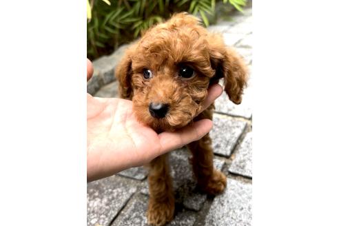 商談中の奈良県のタイニープードル-389750の10枚目