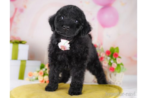 販売中の千葉県のトイプードル-389539の6枚目
