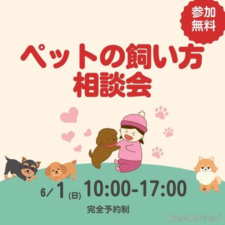 成約済の千葉県のチワワ(ロングコート)-389529の2枚目