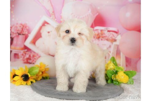 販売中の千葉県のマルプー:マルチーズ×トイプードル-389597の7枚目
