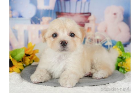 成約済の千葉県のマルプー:マルチーズ×トイプードル-389594の10枚目