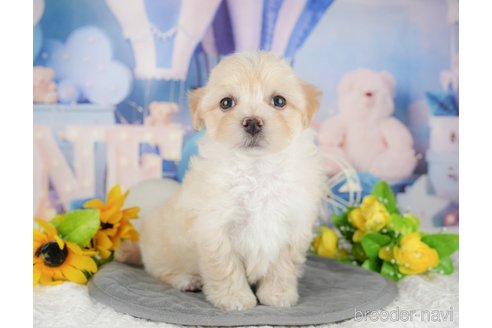 成約済の千葉県のマルプー:マルチーズ×トイプードル-389594の9枚目
