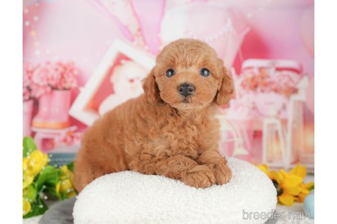 販売中の千葉県のトイプードル-389593の8枚目