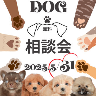成約済の千葉県のチワックス:チワワ×ミニチュアダックスフンド-389569の2枚目