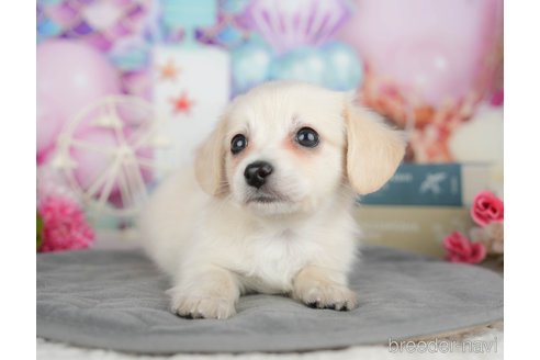 成約済の千葉県のチワックス:チワワ×ミニチュアダックスフンド-389565の8枚目
