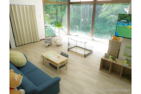 販売中の群馬県のチワワ(ロングコート)-389675の8枚目