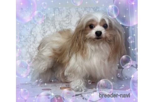 販売中の長野県のミックス犬-386762の4枚目