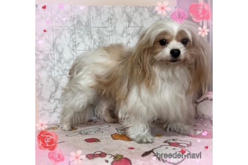 販売中の長野県のミックス犬-386762の3枚目
