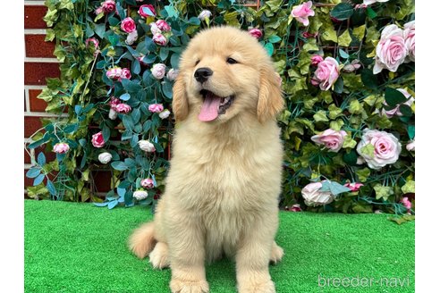 販売中の茨城県のゴールデンレトリーバー-381175の4枚目