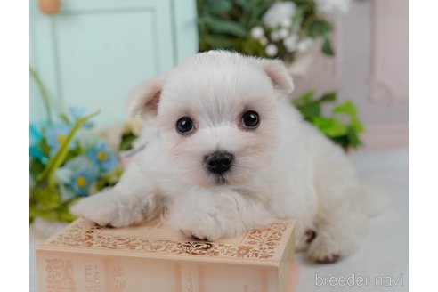 販売中の神奈川県のマルチーズ-390280の8枚目