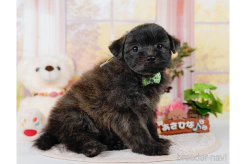 販売中の神奈川県のポメプー:ポメラニアン×トイプードル-390334の11枚目