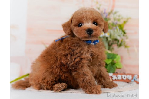 販売中の神奈川県のタイニープードル-390141の8枚目