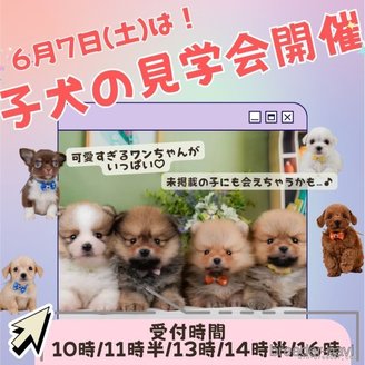 販売中の神奈川県のチワワ(ロングコート)-389925の5枚目
