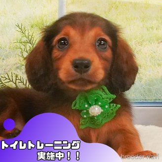 成約済の静岡県のミニチュアダックスフンド(ロングヘアード)-390236の1枚目