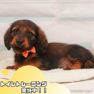 成約済の静岡県のミニチュアダックスフンド(ロングヘアード)-390233の1枚目