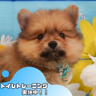 販売中の静岡県のポメラニアン-390232