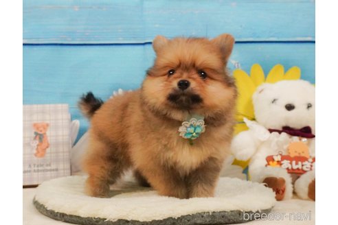 販売中の静岡県のポメラニアン-390232の10枚目