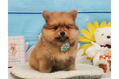 販売中の静岡県のポメラニアン-390232の4枚目