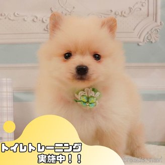 販売中の静岡県のポメラニアン-390230