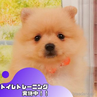 販売中の静岡県のポメラニアン-390227