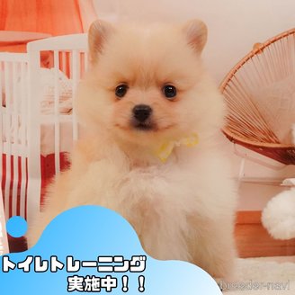 販売中の静岡県のポメラニアン-390226