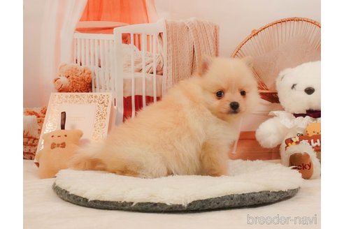 販売中の静岡県のポメラニアン-390226の6枚目
