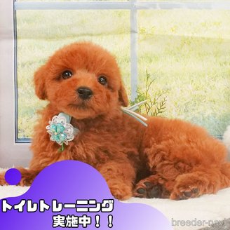 成約済の静岡県のトイプードル-390224の1枚目