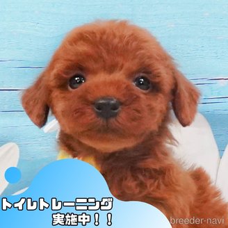 販売中の静岡県のトイプードル-390222の1枚目