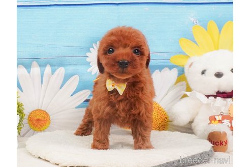 販売中の静岡県のトイプードル-390222の4枚目