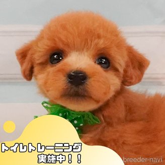 成約済の静岡県のトイプードル-390221の1枚目