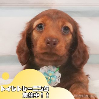 販売中の静岡県のミニチュアダックスフンド(ロングヘアード)-390217の1枚目