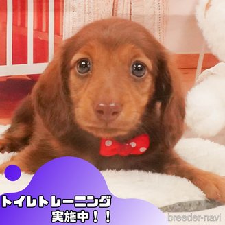 販売中の静岡県のミニチュアダックスフンド(ロングヘアード)-390216の1枚目