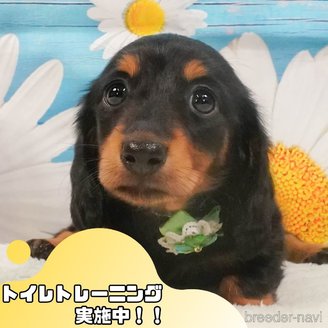 販売中の静岡県のミニチュアダックスフンド(ロングヘアード)-390215の1枚目