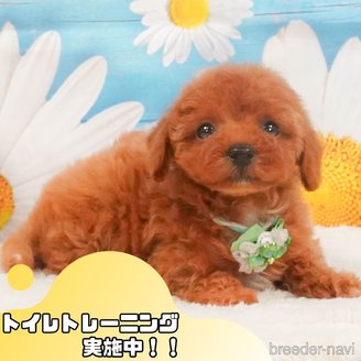 販売中の静岡県のトイプードル-390205の1枚目