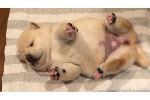 販売中の山口県の柴犬-388892の2枚目