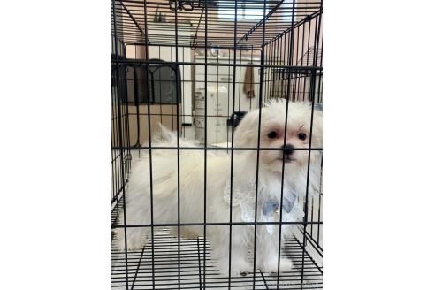 販売中の滋賀県のマルチーズ-373438の3枚目
